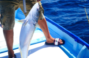fishing