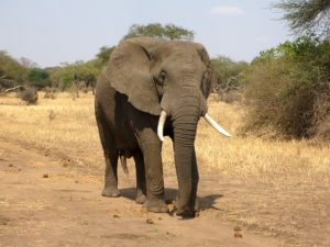 safari